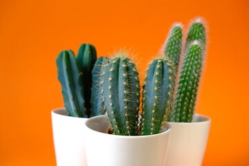 Cactus flower close-up set in white pot on bright orange background.Indoor flowers in pots
