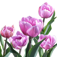 Five pink tulips isolated on white background