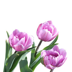 three pink tulips isolated on white background