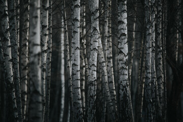 Fototapeta premium European white trunk birch trees abstract.