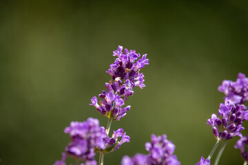Fototapeta na wymiar View of a bumblebee on a lavender flower b