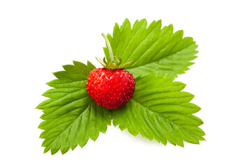Wild strawberry with leaf