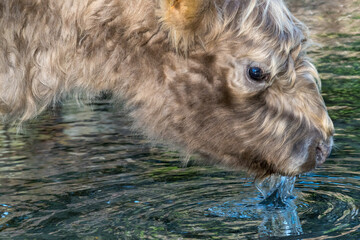 portrait of a Scottish cow drinking in a river