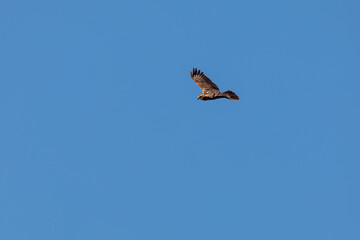 Marsh harrier