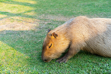 Capybara is relaxing in the grass.