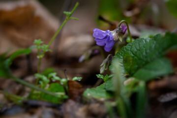 Violet fragrant forest or Viola odorata close-up blooms in the forest. The first spring flowers wake up. Rainy cloudy forest. Macrophotography of wild medicinal plants. Blurred background, soft focus