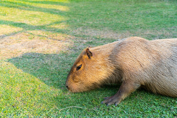 Capybara is relaxing in the grass.