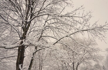 Tree Limbs in the Falling Snow