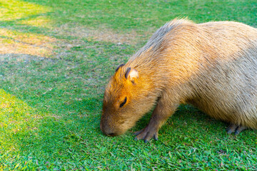 Fototapeta premium Capybara is relaxing in the grass.