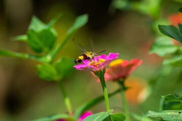 Flowers daisies in summer spring meadow on background blue sky with white clouds, flying orange butterfly, wide format. Summer natural idyllic pastoral landscape, copy space.