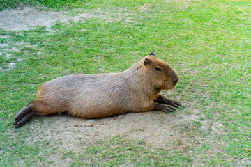 Capybara is relaxing in the grass.