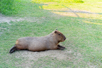 Capybara is relaxing in the grass.