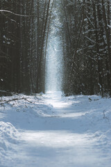 Mysterious and dark pine tree forest with path illuminated by the sun during winter time