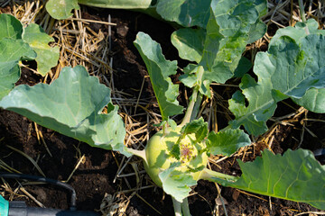 Fototapeta premium Organic vegetables grown on a farm.