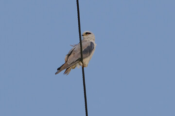 Black-shouldered Kite