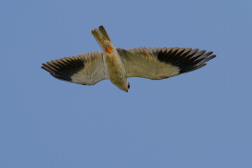 Black-shouldered Kite