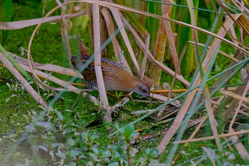 Baillon's crake