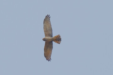 Pied Harrier