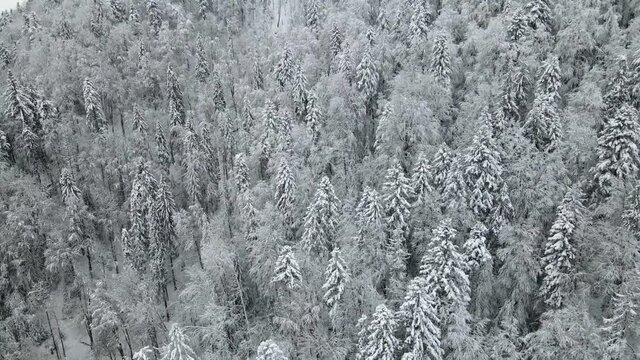 Aerial top view of snow-covered frozen trees covered with snow and frost. Flight over white woods. Beautiful winter background. Frozen treetops.