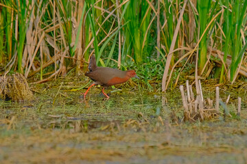 Ruddy-Breasted Crake