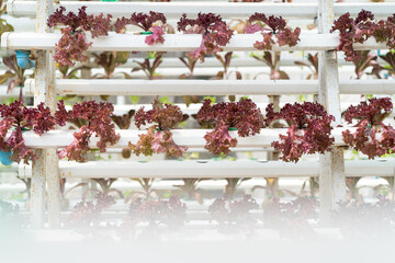 Organic vegetables grown on a farm.