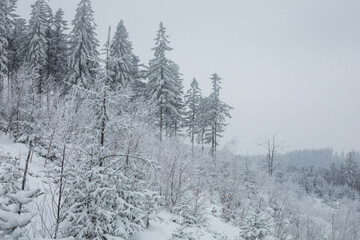 Snowy forrest near to Sokolowsko, Poland