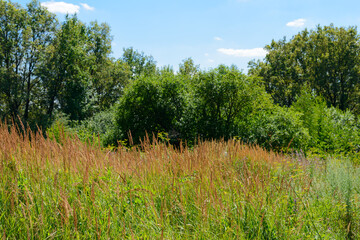 Summer landscape. Tall grass on the background of the forest.