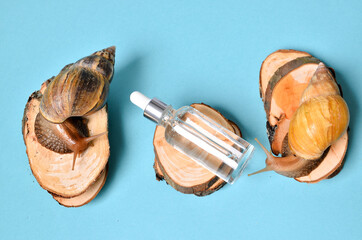 cosmetic serum with extract of snail slime and a snails on a wood. snail mucus extract.