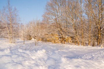 snow covered trees