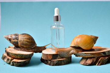 cosmetic serum with extract of snail slime and a snails on a wood. snail mucus extract.
