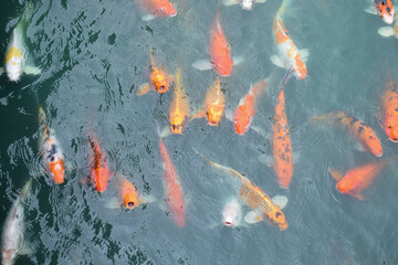 Colorful fancy koi fish. Carp fish