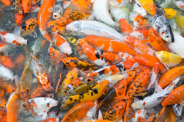 Colorful fancy koi fish. Carp fish