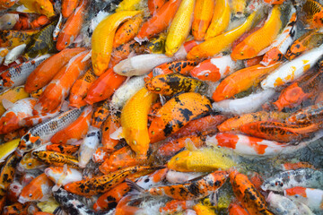 Colorful fancy koi fish. Carp fish