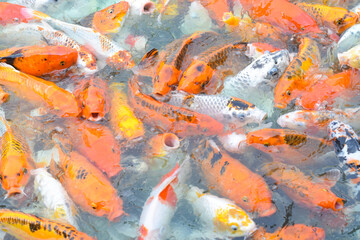 Colorful fancy koi fish. Carp fish