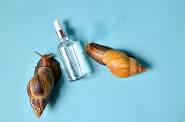 cosmetic serum with extract of snail slime and a snails on a wood. snail mucus extract.
