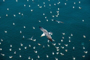 seagulls catching the fish on the sea 