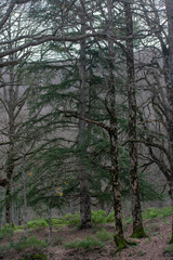 Akfadou forest in Bejaia, Algeria, a Forest of oak and beech