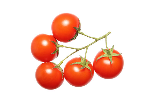 branch of cherry tomato on a white background