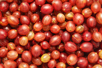 Lots of ripe gooseberries background