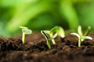 Little green seedlings growing in soil, closeup