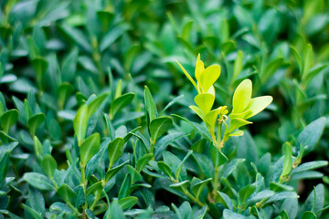 concept one bright green bush among other dark ones