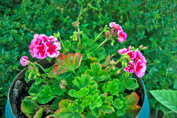 Pelargonium in the yard
