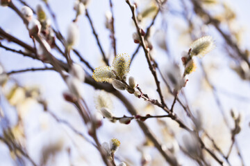  spring shoots on salix branches