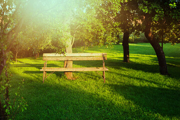 Wooden bench in the backyard garden.Summer garden shot.