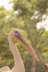 モモイロペリカン