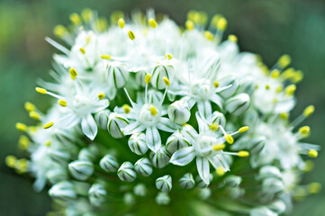 White wild allium flowers with yellow stamens close up with selective focus on green blurred backgroung. Spring blossom, floral, botany