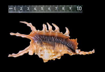 Shell of the Sea Clam Lambis Scorpius (Latin Name), Close-Up. Cut On Black Background. The Comparative Ruler Is 10 Cm Long
