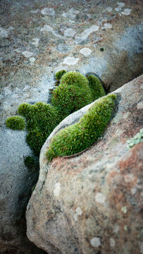 Musgo verde en rendija entre piedras