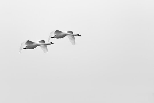 Couple of swans (Cygnus olor) in flight. Black and white photography. Copy space.
