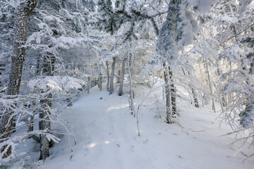 Snow-covered tree trunks in the winter forest. Winter landscape. Russian forest.